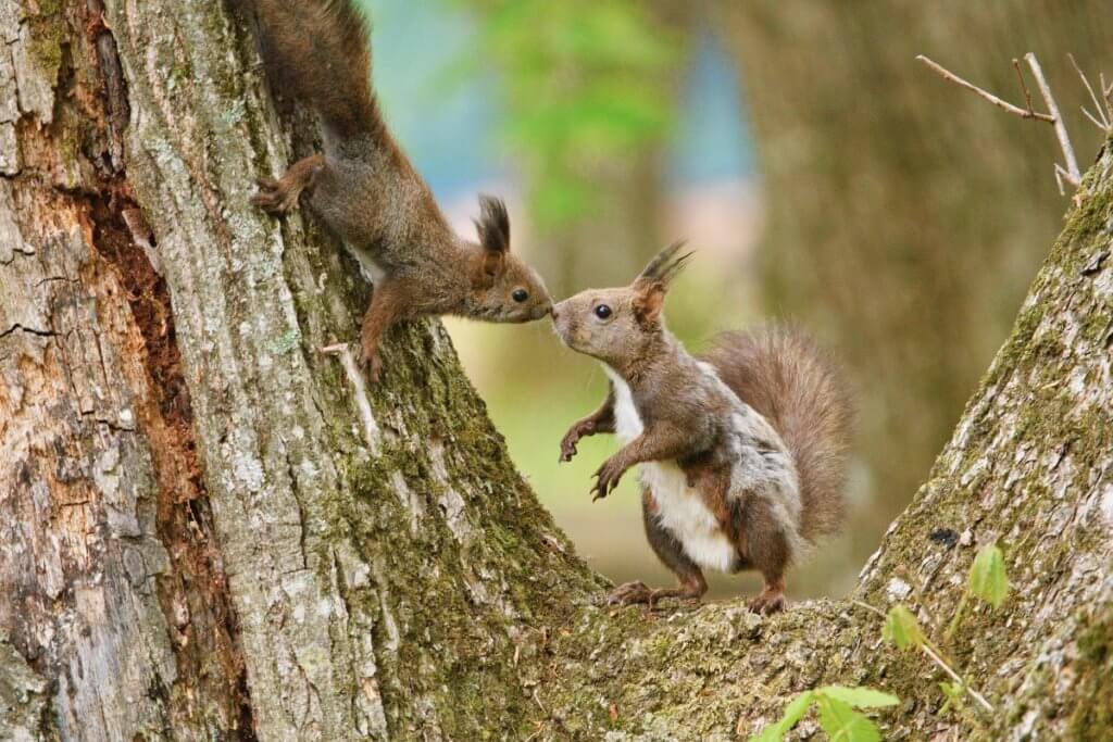 squirrels