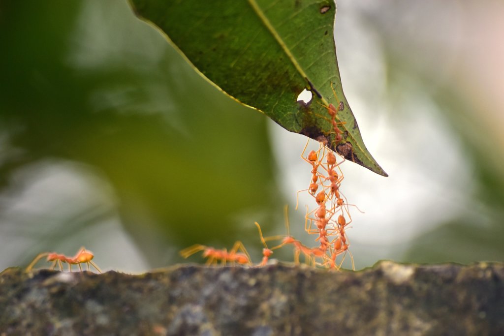 Ants work together in unity to reach their objective.